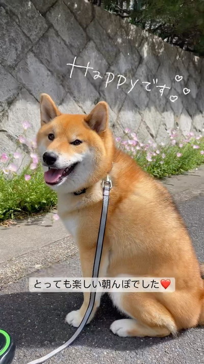 散歩中の柴犬