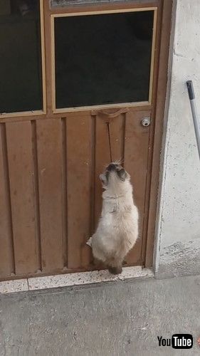 ドア開ける猫