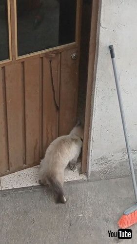 ドアを開いた猫