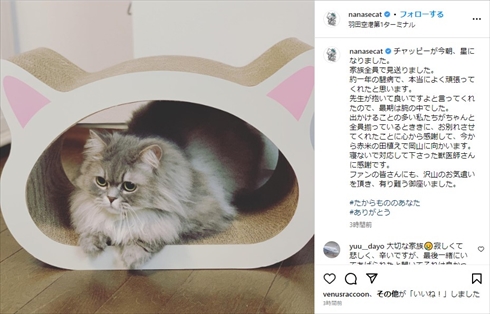 がんで亡くなった相川七瀬の愛猫・チャッピー