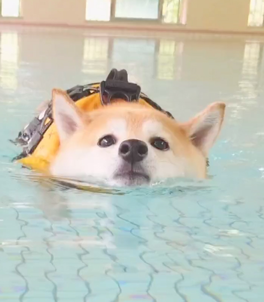 泳ぎが上手な柴犬