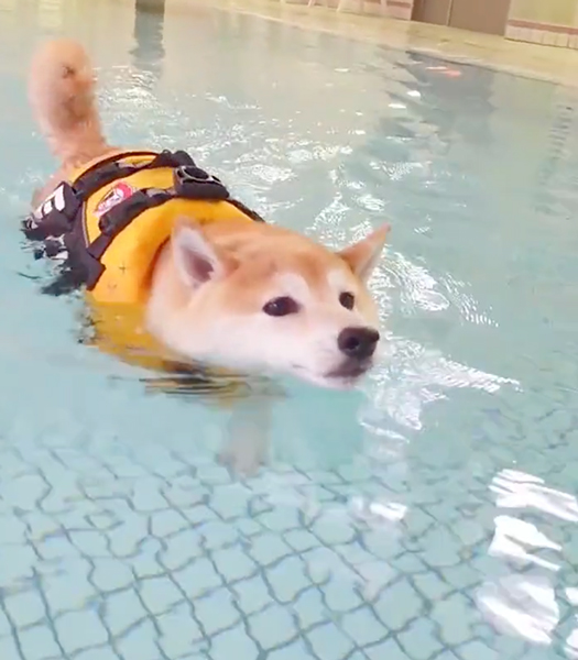 猛スピードで泳ぐ柴犬