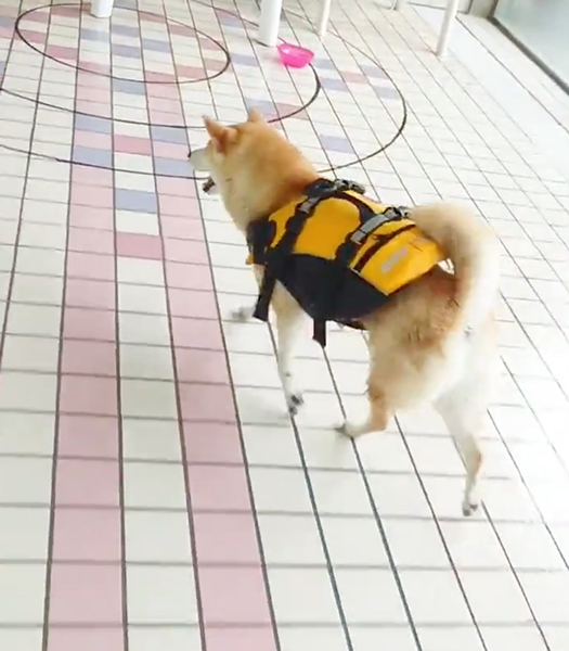 ルンルンな柴犬