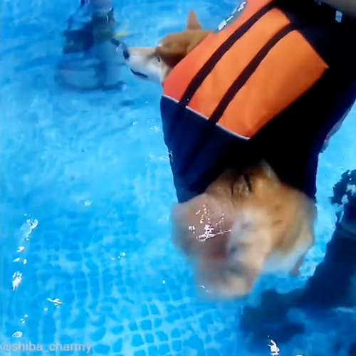 後ろ足が動いていない柴犬