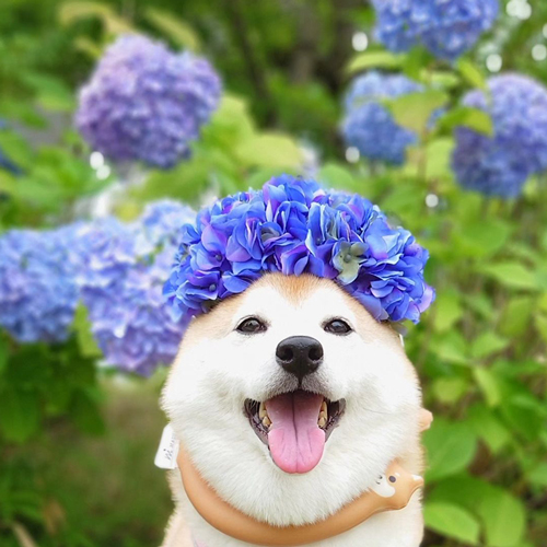 あじさいと柴犬