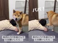 柴犬に「パパ起こして！」とお願いしたら……　会心の一撃とパパの悲劇に「家族で爆笑しました」「スンッてなるのかわいい」