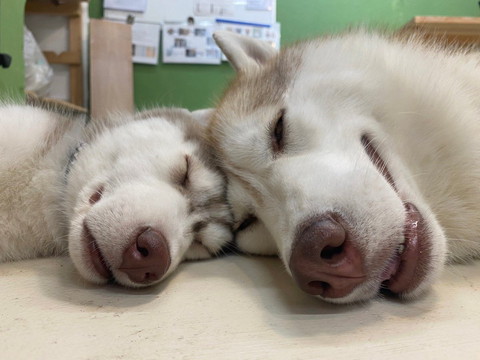 頭くっつけて寝てるワンコ2匹