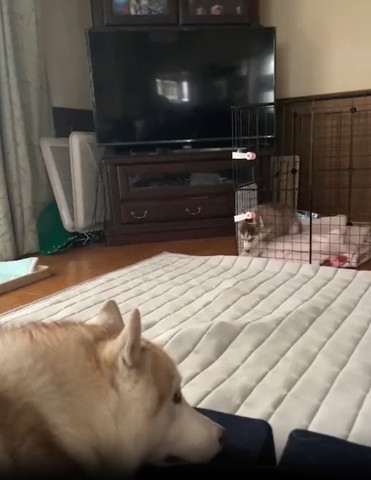 ケージを掘る子犬