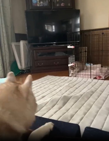 遠くから子犬見てるワンコ