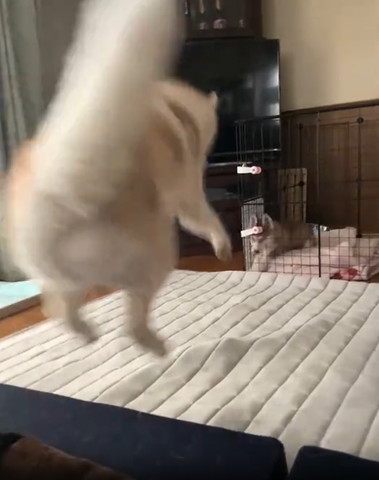 ジャンプするワンコ