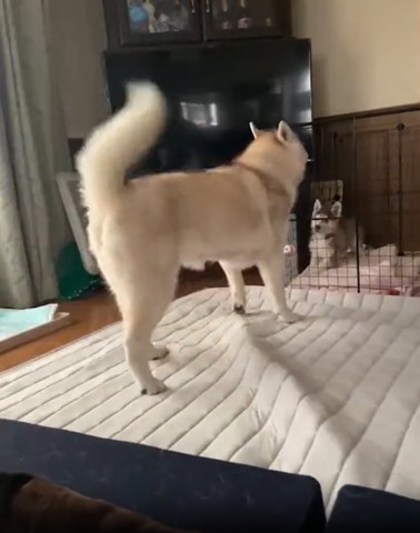 大きなワンコとびっくりしてる子犬