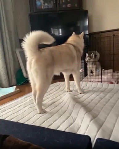 大きなワンコを見る子犬