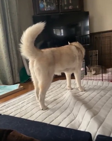 寝てる子犬と大きなワンコ