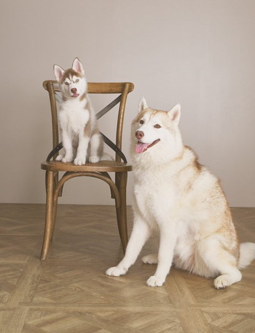 椅子に座る子犬と大きなワンコ