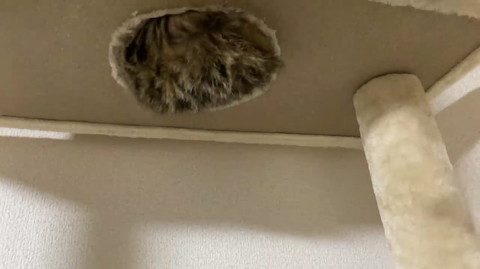 穴からモフモフ