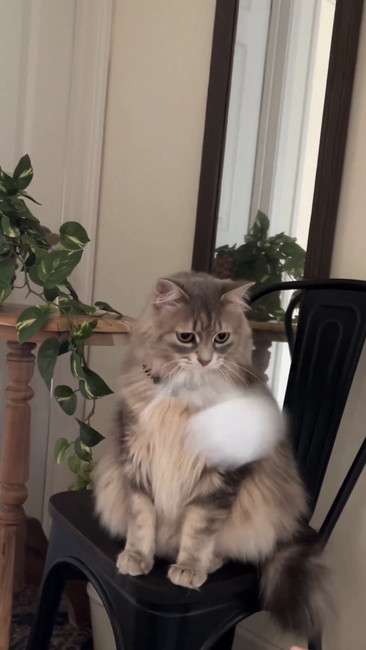 再度猫じゃらし