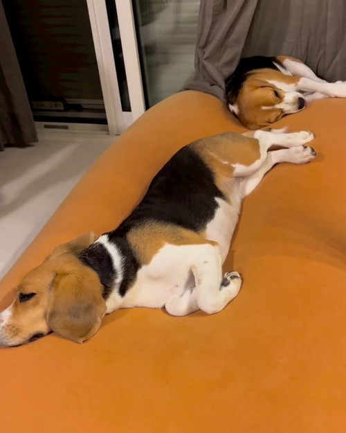 2匹のビーグル