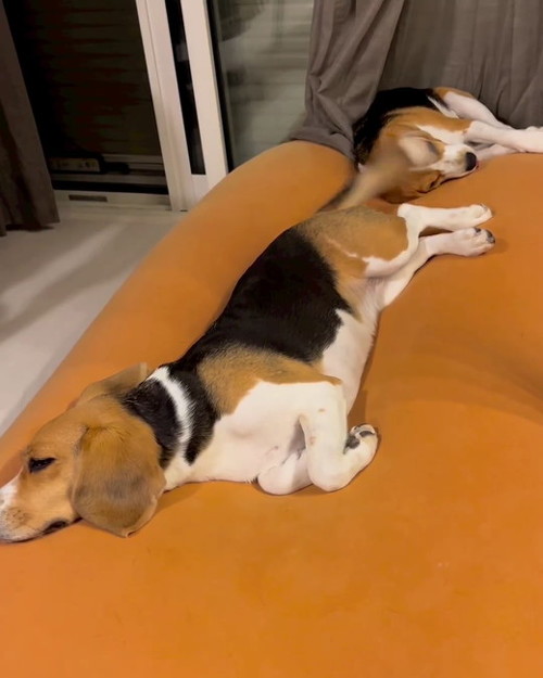 小梅のしっぽが動く