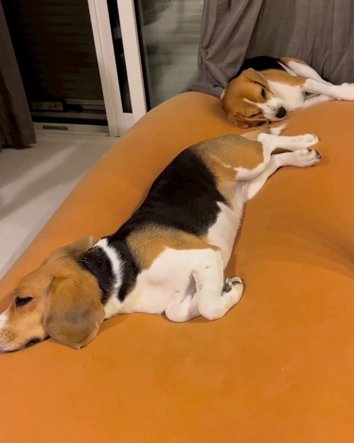 しっぽ見るチヨ