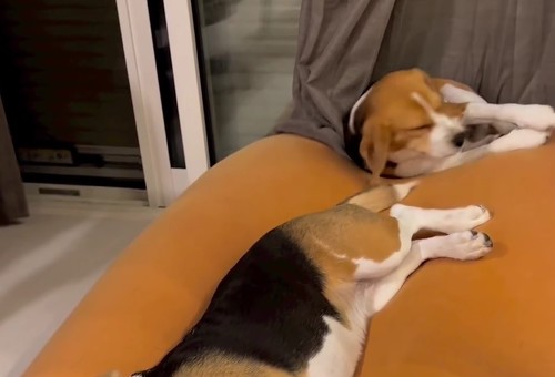 移動するチヨ