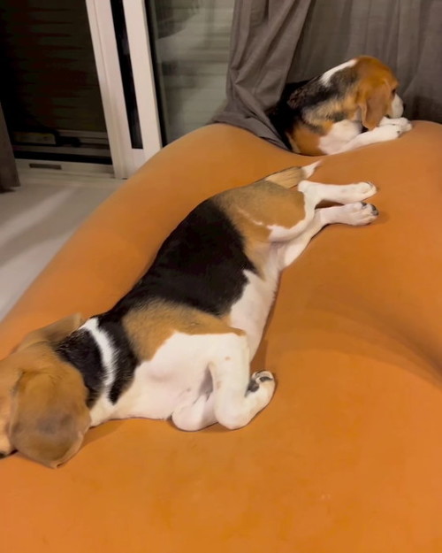 落ち着いたチヨ