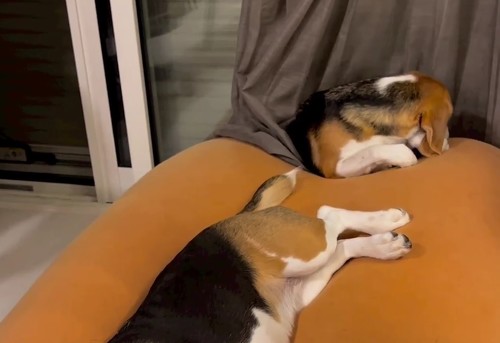 落ち着いたチヨアップ