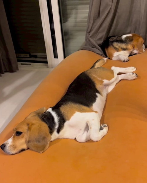 起きてる小梅
