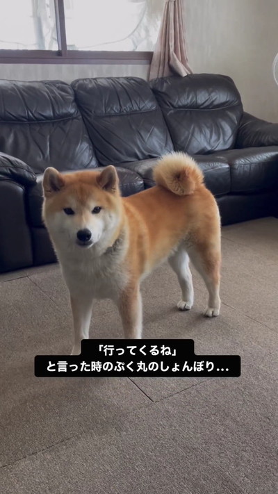落ち込み始める柴犬