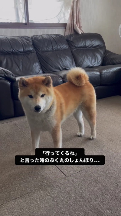 しょぼんとする柴犬