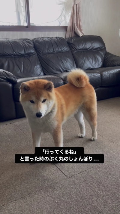 落ち込む柴犬