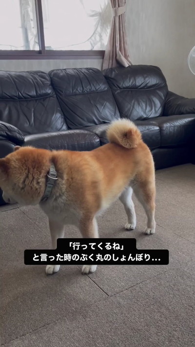 すねる柴犬