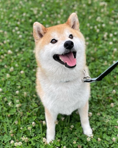 お散歩中の柴犬