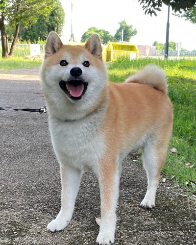 楽しそうな柴犬