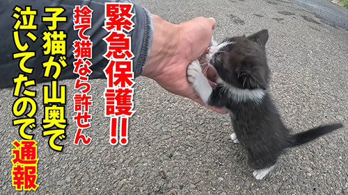 野良子猫保護
