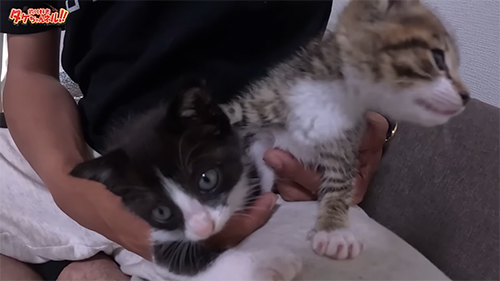 見上げるハナちゃんと横を向くイルカくん