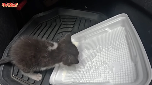 腹ごしらえする子猫