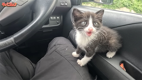 車内の猫口開け