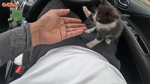 ちょいちょいする猫