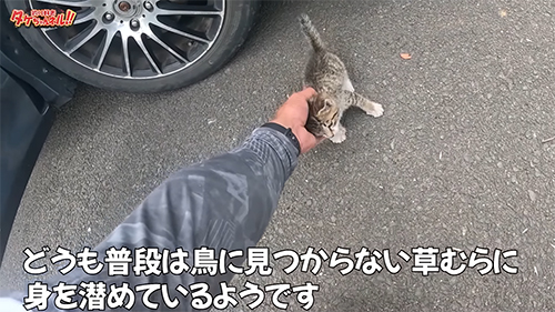 キジ猫なでる