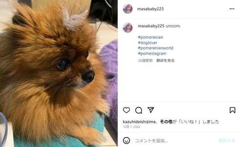 大谷雅恵の愛犬