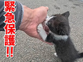 猫アレルギーの釣り師が子猫を保護した翌日、別の野良子猫と出会い……　優しさと責任感あふれる行動に「尊敬しかない」の声