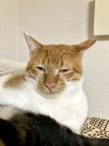 目を細めてる茶白猫