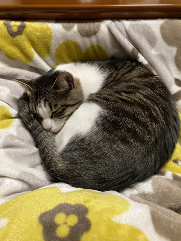 丸まってる猫