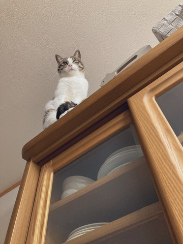 食器棚の上に猫