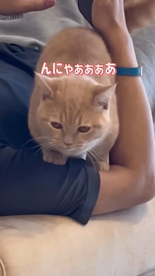 腕に乗る猫