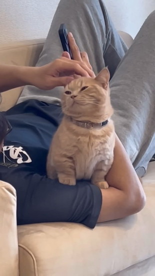なでられる猫