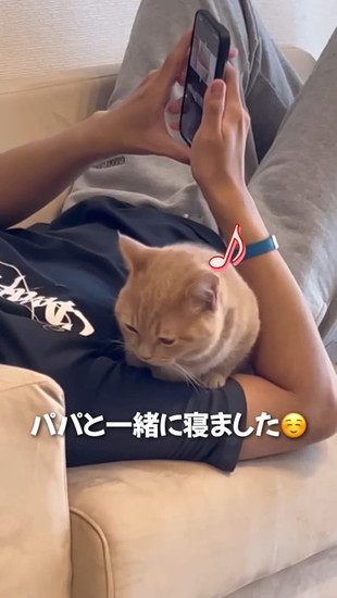 腕に収まる猫