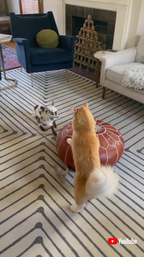 ヤギと猫