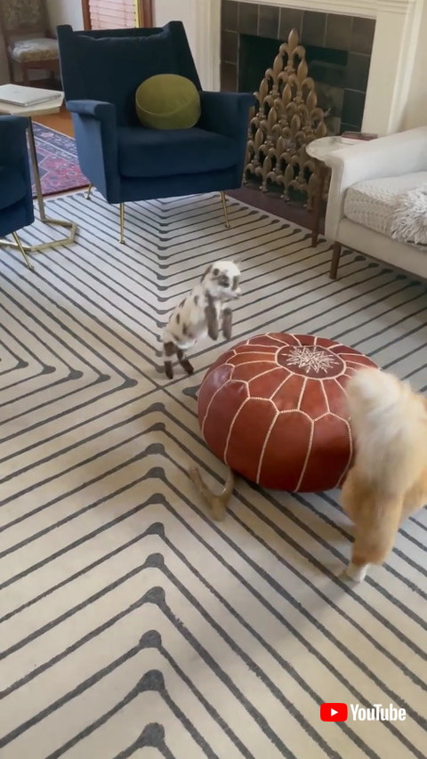ヤギと猫