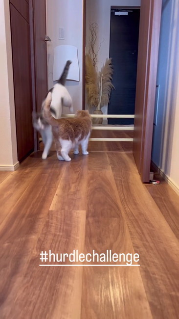 スコティッシュ